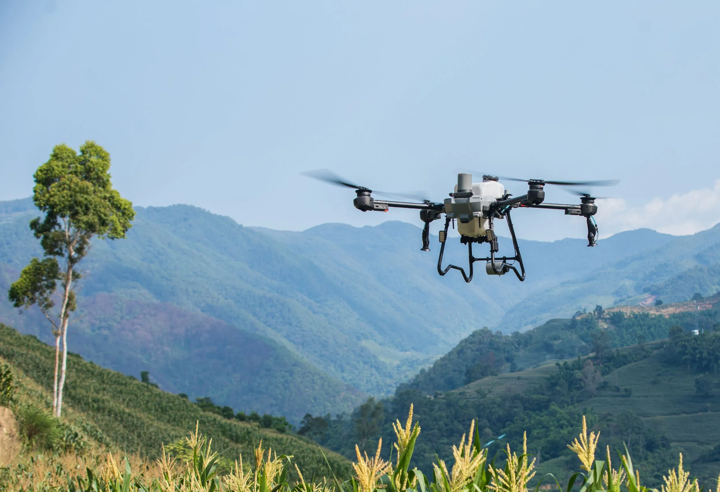 DJI Agras T25P in volo su colture italiane